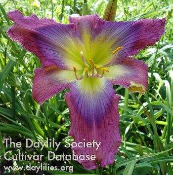 Daylily Small World Tropical Butterfly